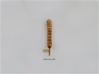 藏品(柑橘害蟲)的圖片